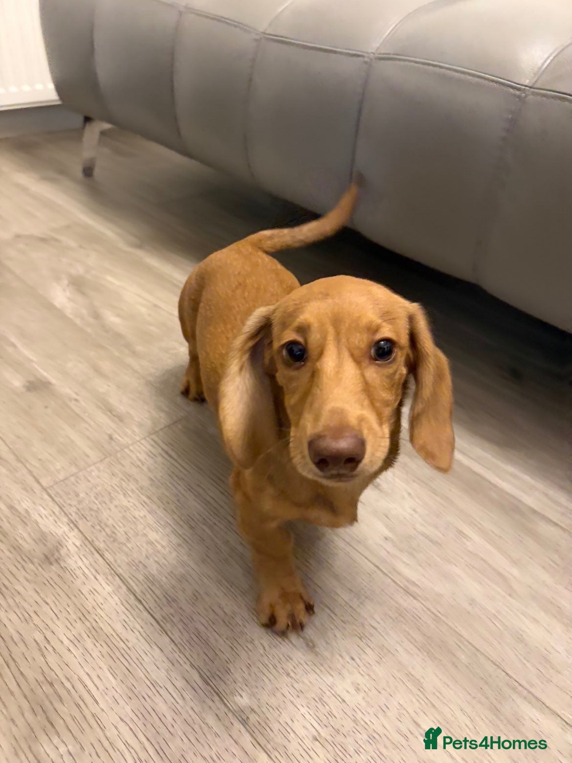 Miniature Dachshund dogs for sale: Mini dachshund For sale  - Advert 4