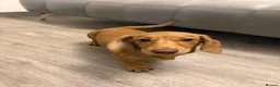 Miniature Dachshund dogs for sale: Mini dachshund For sale  in Cumnock - Advert 1
