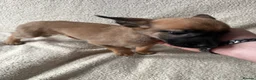 Belgian Shepherd Dog dogs for sale: Last 3 girls ready to leave now kc registered  - Advert 7