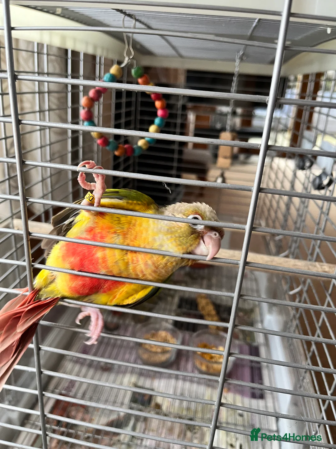 Conures birds for sale: Baby Hand-Reared Pineapple Conure  - Advert 1