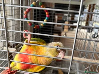 Conures birds Baby Hand-Reared Pineapple Conure - Advert 2