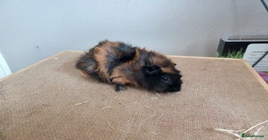 Guinea Pig rodents in Whitchurch - Advert 5