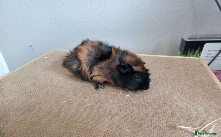 Guinea Pig rodents in Whitchurch - Advert 2