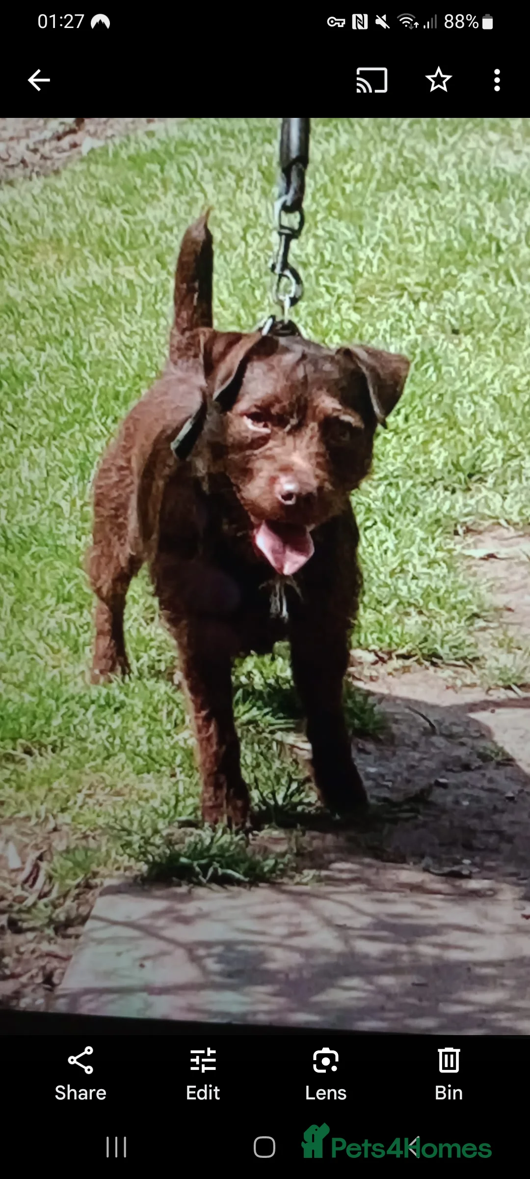 Patterdale Terrier dogs for stud: Vinnie up for stud - Advert 6