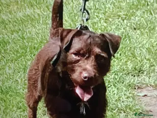 Patterdale Terrier dogs Vinnie up for stud proven - Advert 3