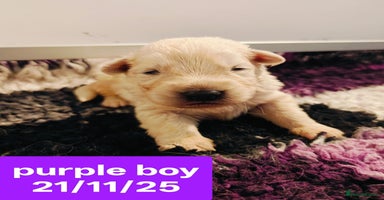 White Swiss Shepherd dogs KC Reg long-coat White Swiss Sheperd pups for sale - Advert 13