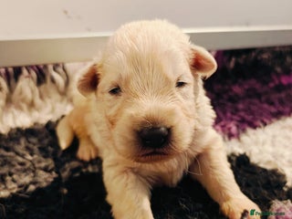 White Swiss Shepherd dogs KC Reg long-coat White Swiss Shepherd pups 4 sale - Advert 14