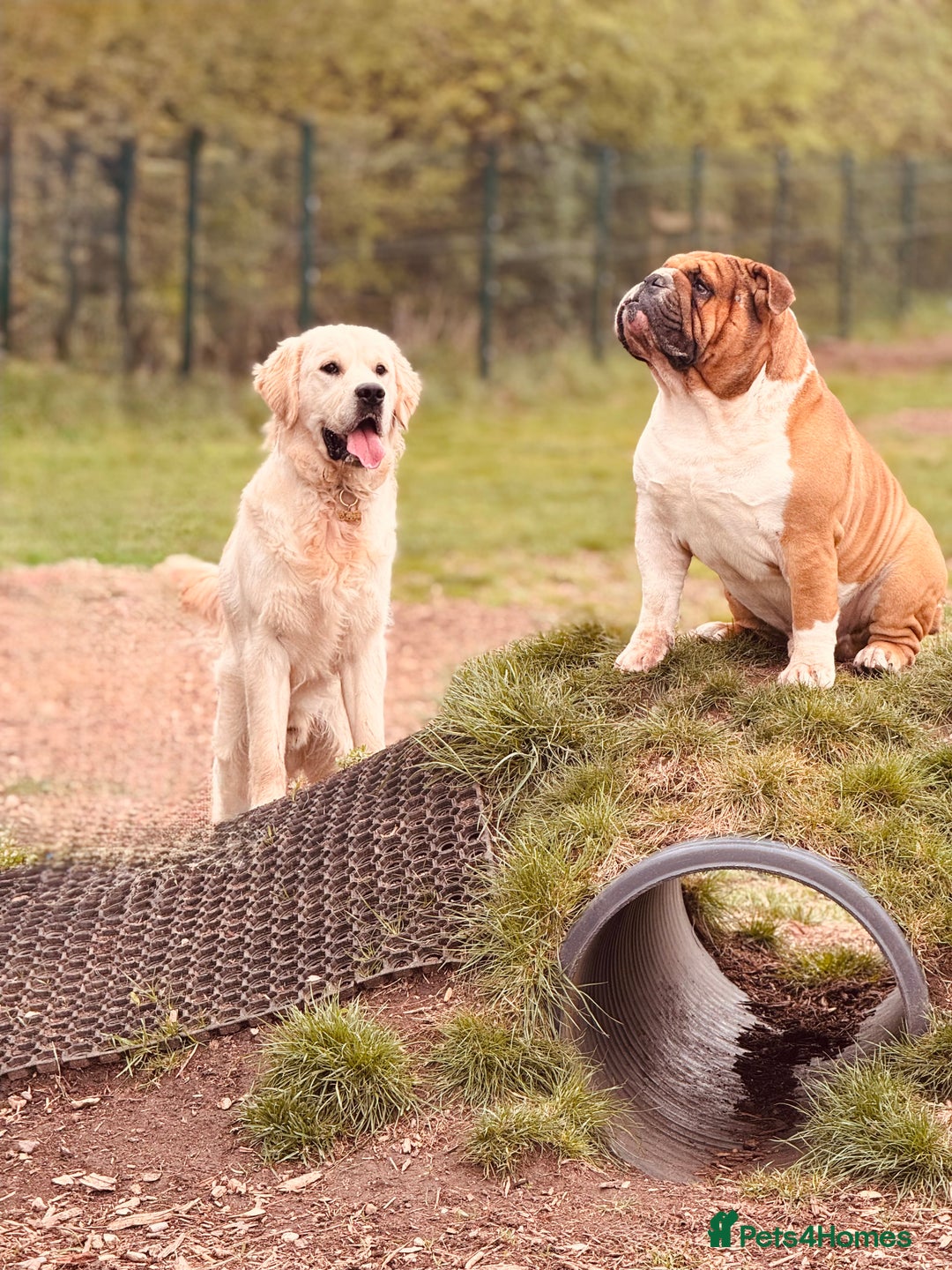 English Bulldog dogs for stud: Stunning Red/white English bulldog for stud  - Advert 7