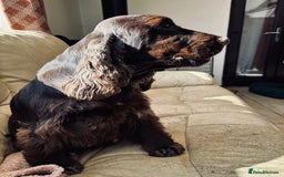 Cocker Spaniel dogs for sale: Waiting list for show litter due 27th sept - Image 16
