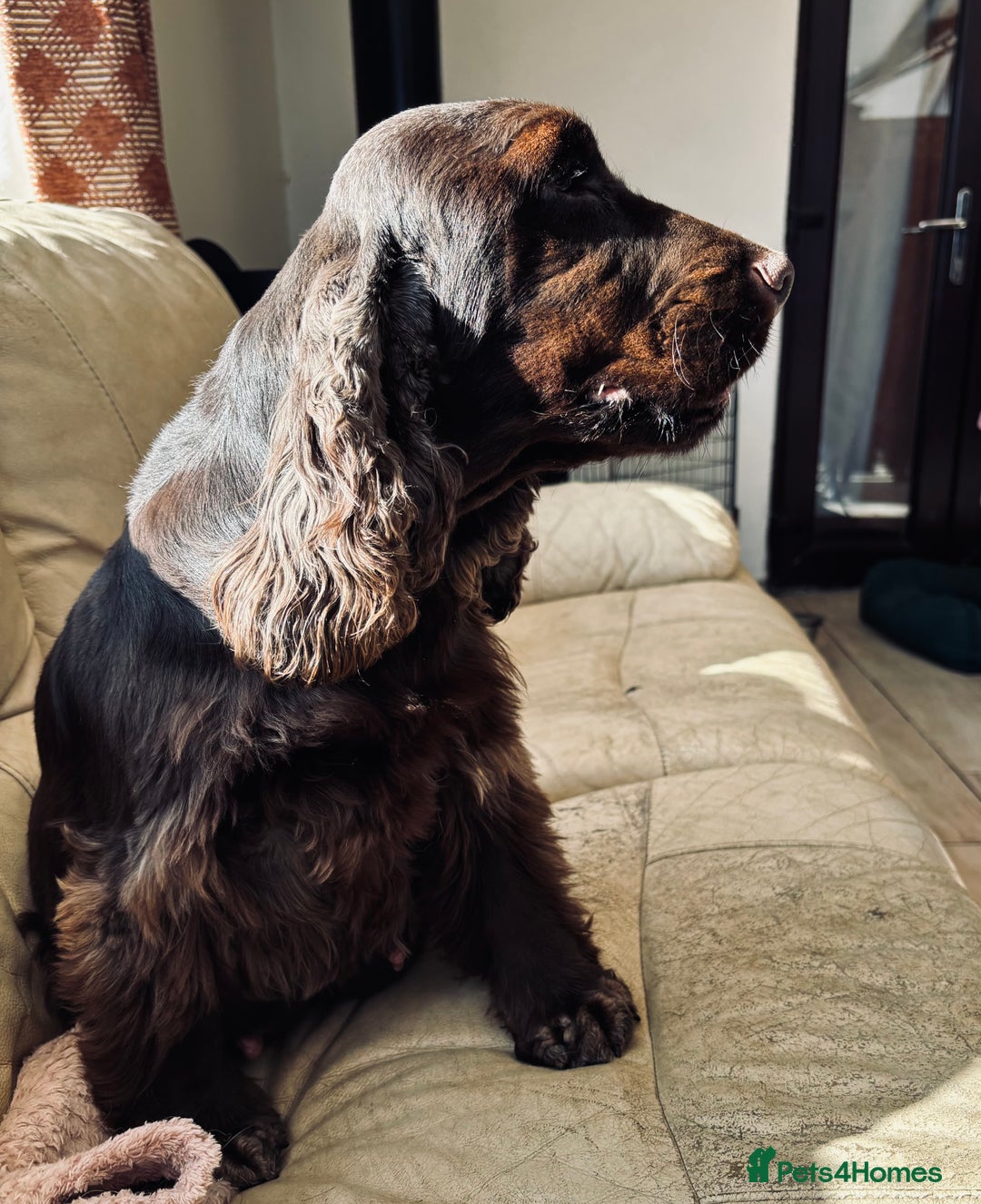 Cocker Spaniel dogs for sale: Waiting list for show litter due 27th sept - Image 16