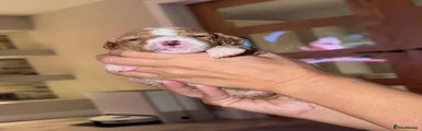 Cockapoo 1