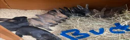 Mixed Breed rabbits for sale: gorgeous baby bunnies  - Advert 3