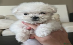 Bichon Frise dogs for sale: Lovely Bichon Frise for sale  - Image 3