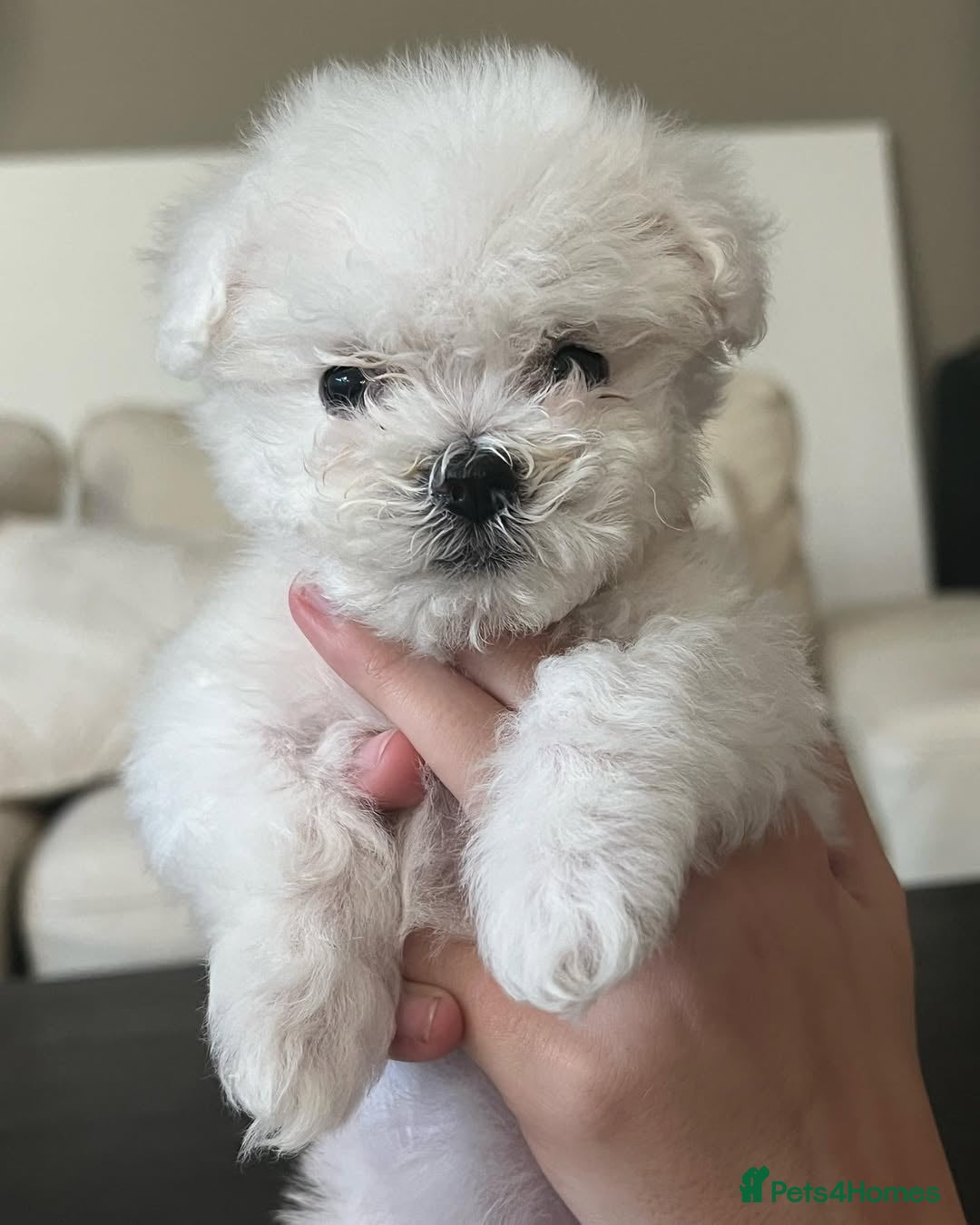 Bichon Frise dogs for sale: Lovely Bichon Frise for sale  - Image 3