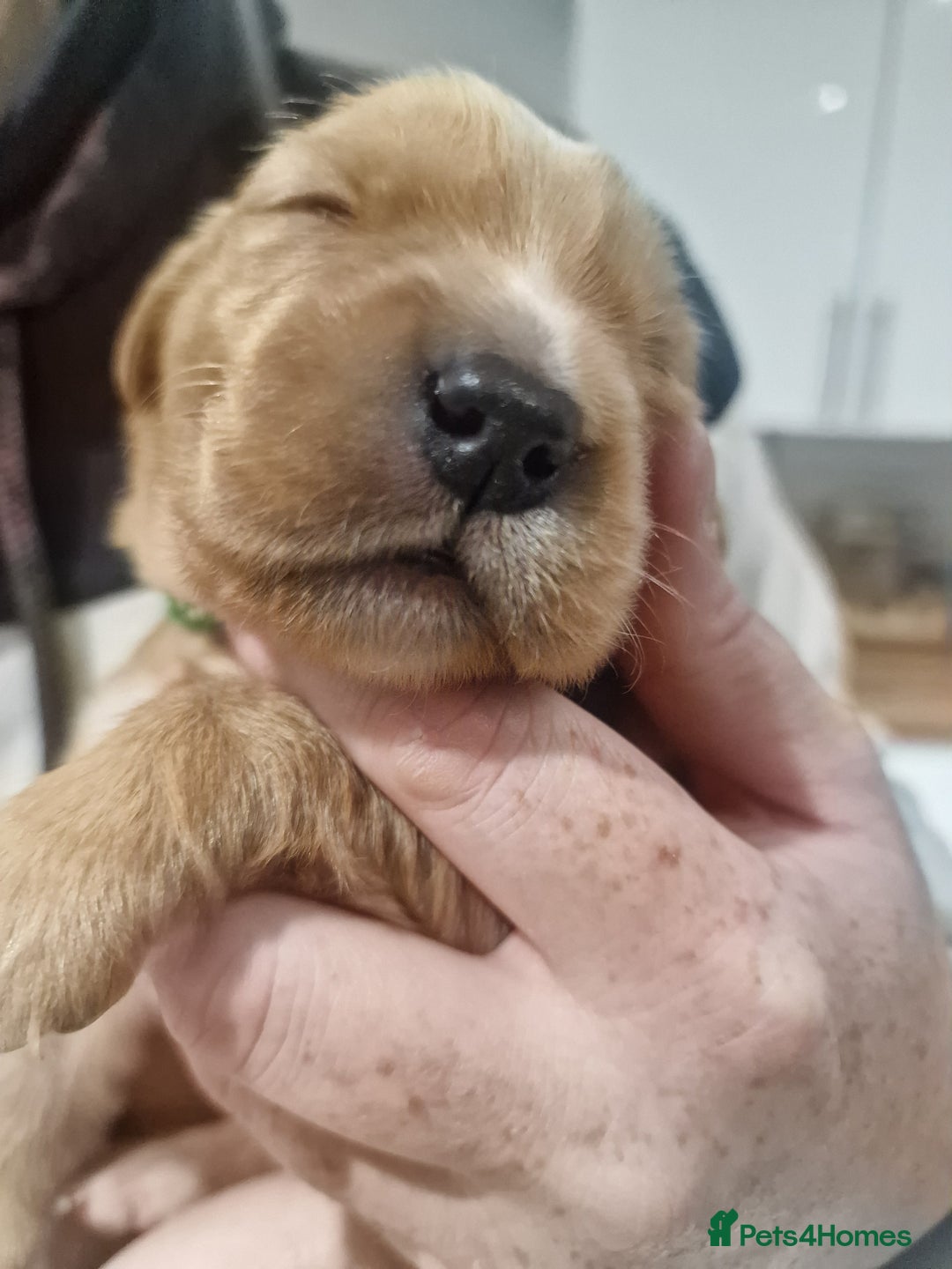 Golden Retriever dogs for sale: Beautiful KC-Registered Golden Retriever Puppies - Advert 6