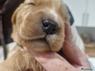Golden Retriever dogs Beautiful KC-Registered Golden Retriever Puppies - Advert 2