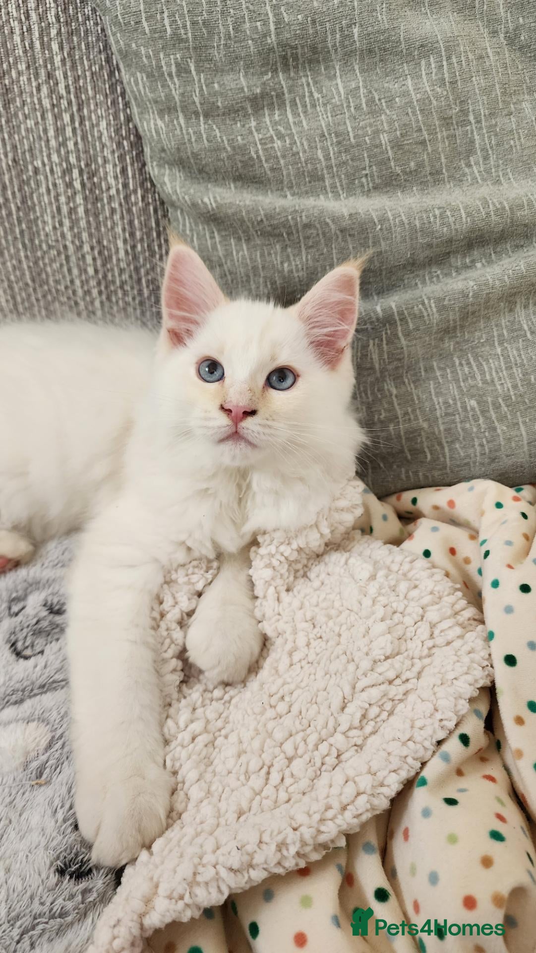 Mixed Breed cats RAGCOON 😍rare colour🥰🥰 REDUCED PRICE - Advert 14