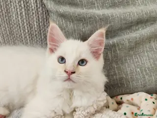 Mixed Breed cats RAGCOON 😍rare colour🥰🥰 REDUCED PRICE - Advert 6