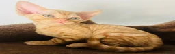 Devon Rex cats for sale: Pedigree Devon Rex Kittens – Boys & Girls  - Advert 18