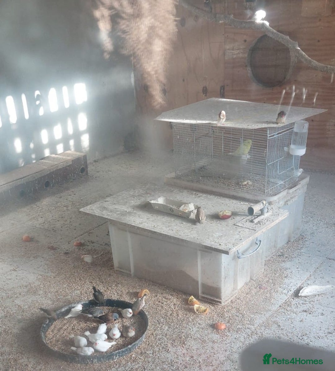 Canaries birds for sale: Canaries - £20 each - Advert 2