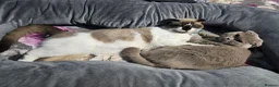 Scottish Fold cats for sale: 4 Beautiful Kittens Ready Soon 🐾 in Worcester - Advert 12