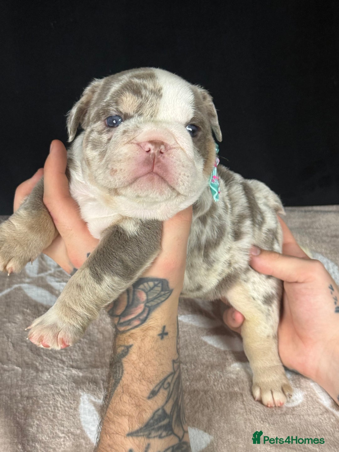 English Bulldog dogs for sale: 🐾 English Bulldog puppies available 🐾 - Advert 13