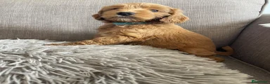 Cockapoo 2