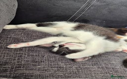 Mixed Breed cats for sale: Maine coon mix kittens for sale.  - Image 2