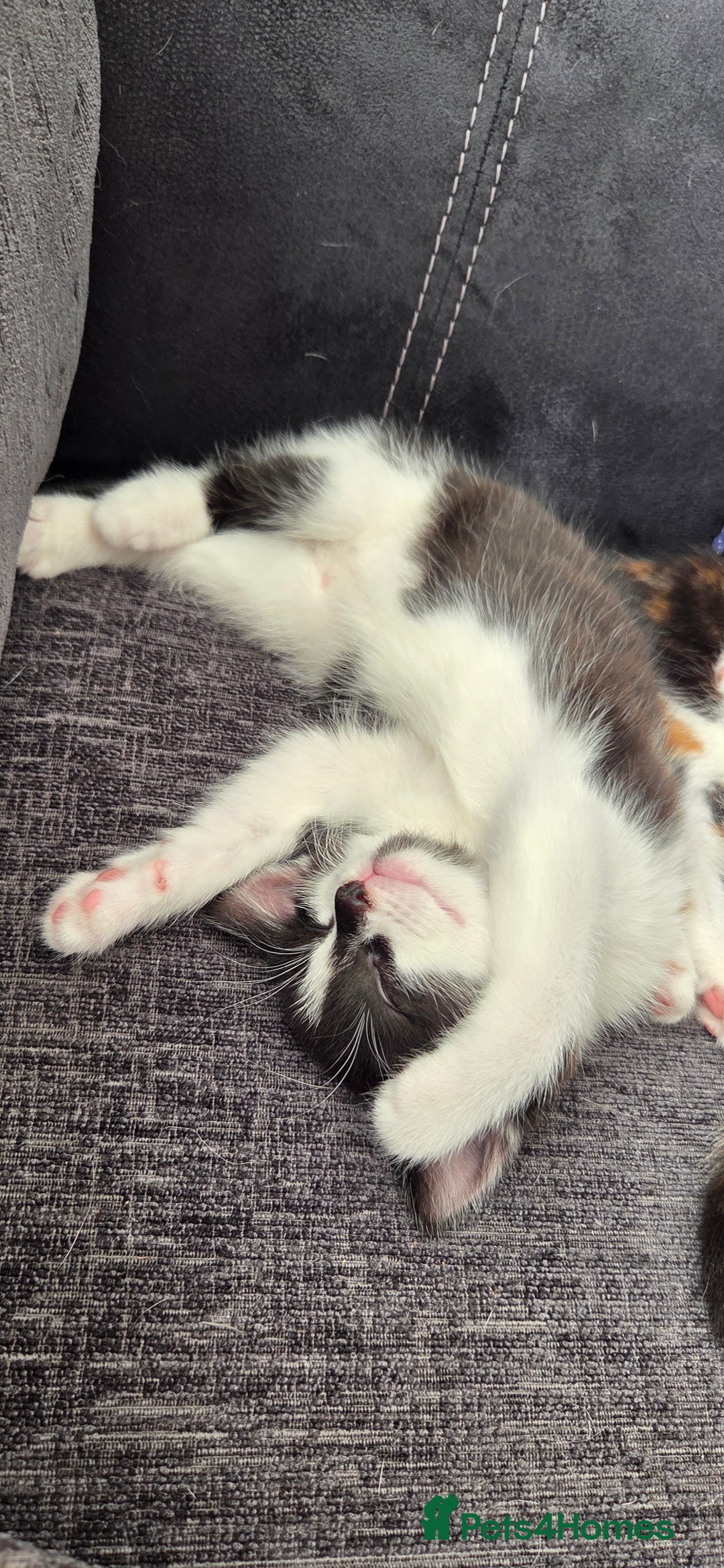 Mixed Breed cats for sale: Maine coon mix kittens for sale.  - Image 2