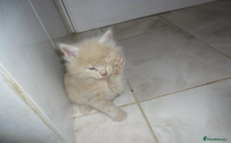 Mixed Breed cats - Advert 16
