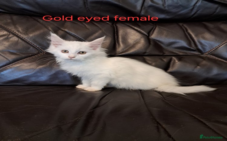 Maine Coon cats TICA Reg maine coon kittens whites and coloured - Advert 11