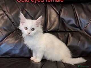 Maine Coon cats TICA Reg maine coon kittens whites and coloured - Advert 7