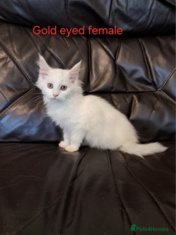Maine Coon cats TICA Reg maine coon kittens whites and coloured - Advert 4