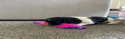 English Springer Spaniel dogs for sale: Therapy dog temperament, works well + off-switch - Advert 15