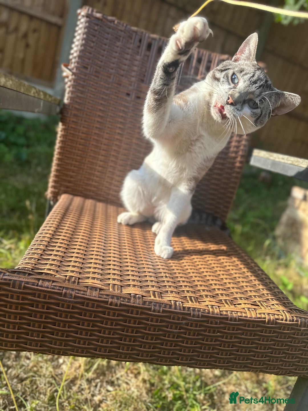 Mixed Breed cats for sale: Finding a lovely family for Puffin - Advert 7