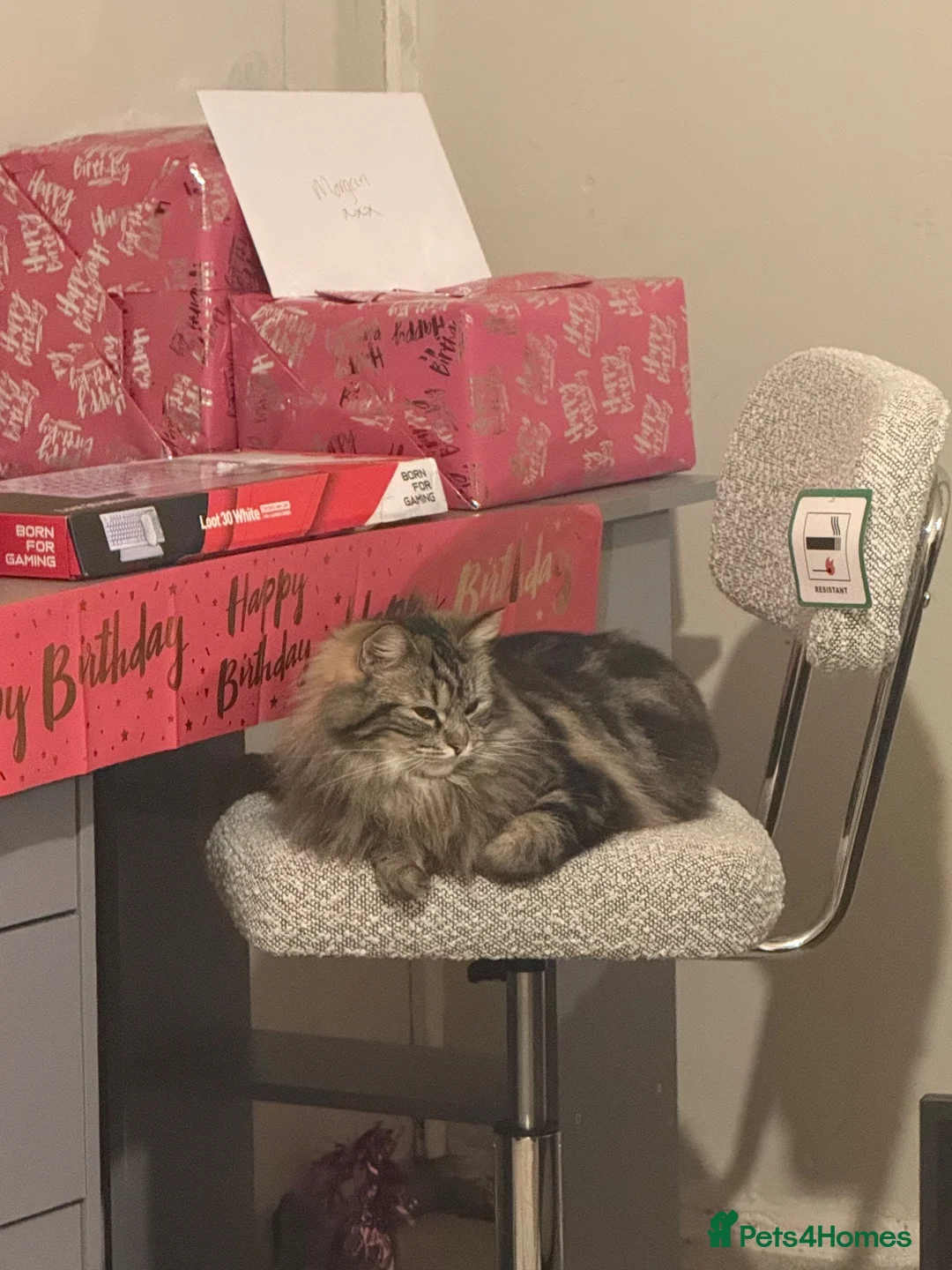 Mixed Breed cats for sale: Maine coon cross ragdoll kittens  - Advert 2