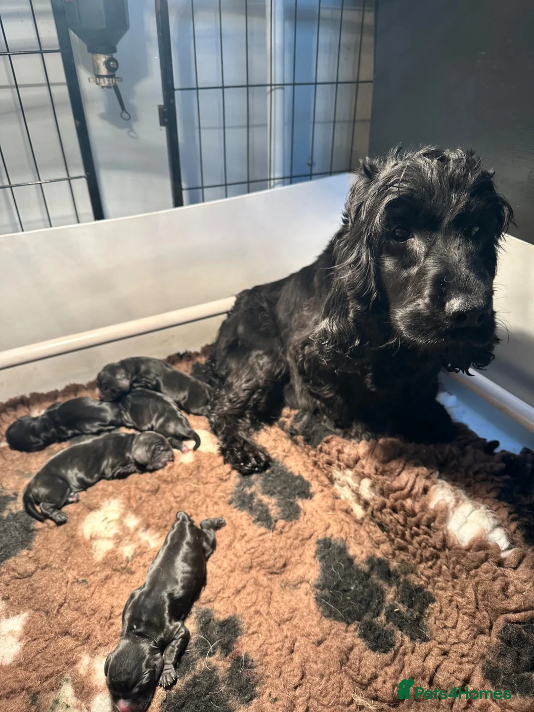 Cocker Spaniel dogs for sale: Solid black boy - Advert 1