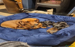 Miniature Dachshund dogs for sale: Smoth miniature dachshunds - Image 2