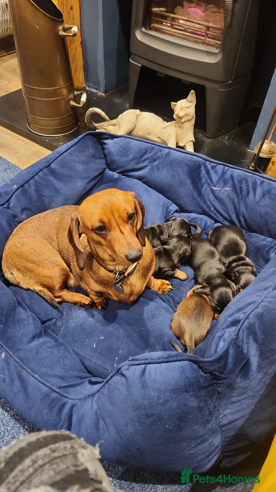 Miniature Dachshund dogs for sale: Smoth miniature dachshunds - Image 2