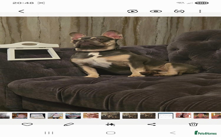 French Bulldog dogs Tracy geldart - Advert 1