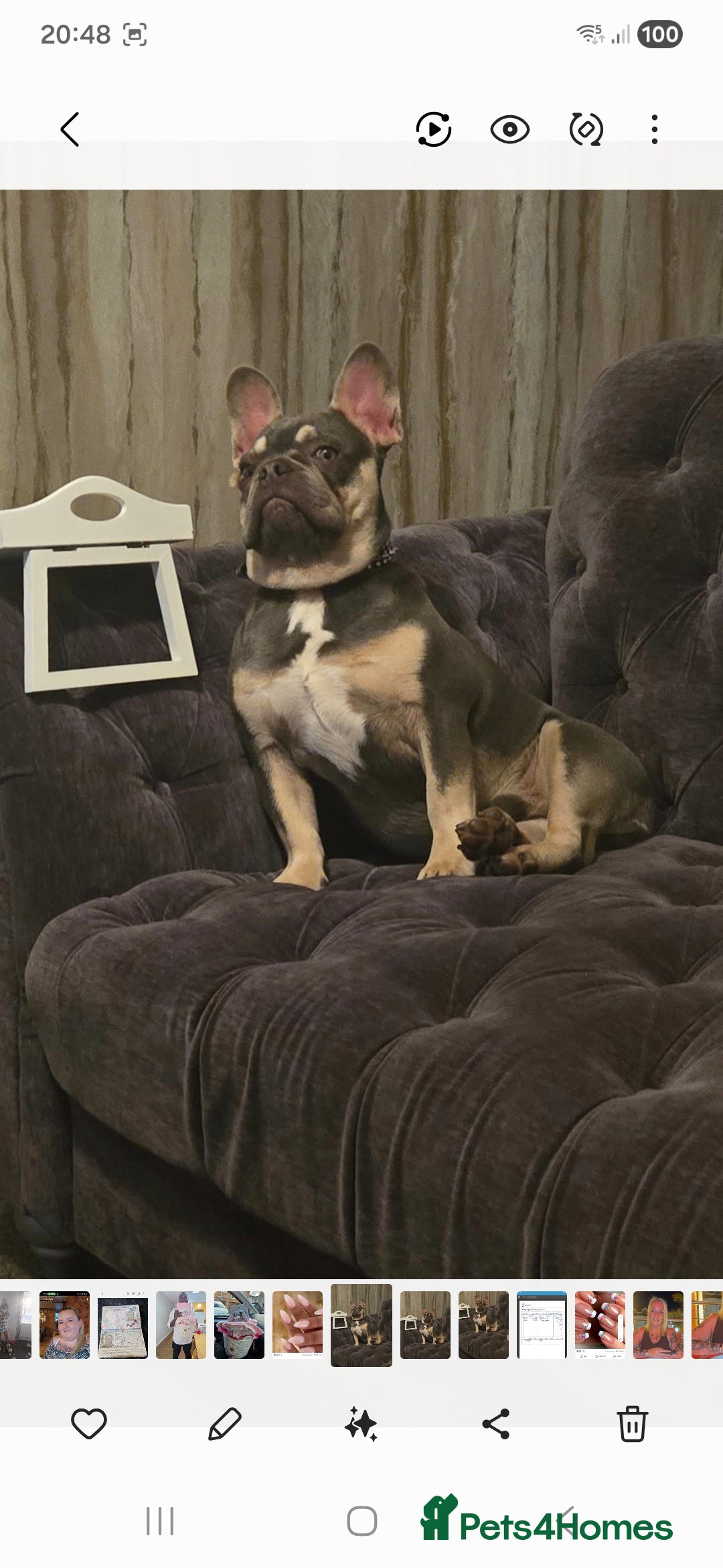 French Bulldog dogs for sale: Tracy geldart - Advert 1