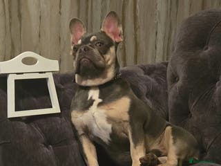 French Bulldog dogs Tracy geldart - Advert 15