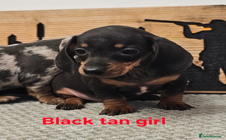 Miniature Dachshund dogs - Advert 1