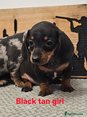 Miniature Dachshund dogs - Advert 1