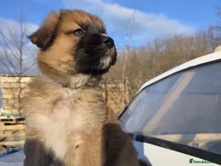 Mixed Breed dogs Highland Shepherd Puppies!!! - Advert 17