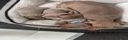 Miniature Dachshund dogs for sale: beautiful male Kc miniature Dachshunds  - Advert 1