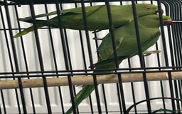 Ringnecks birds for sale: Ring neck Parrots  - Image 2