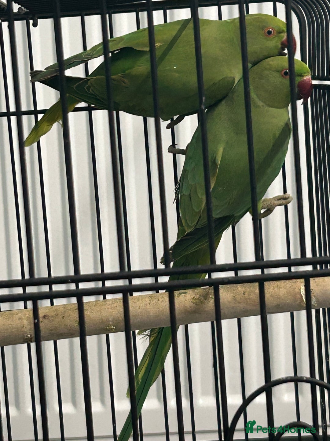 Ringnecks birds for sale: Ring neck Parrots  - Image 2