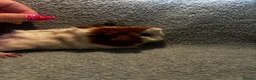 Guinea Pig rodents for sale: Beautiful girls handsomr boys - Advert 18