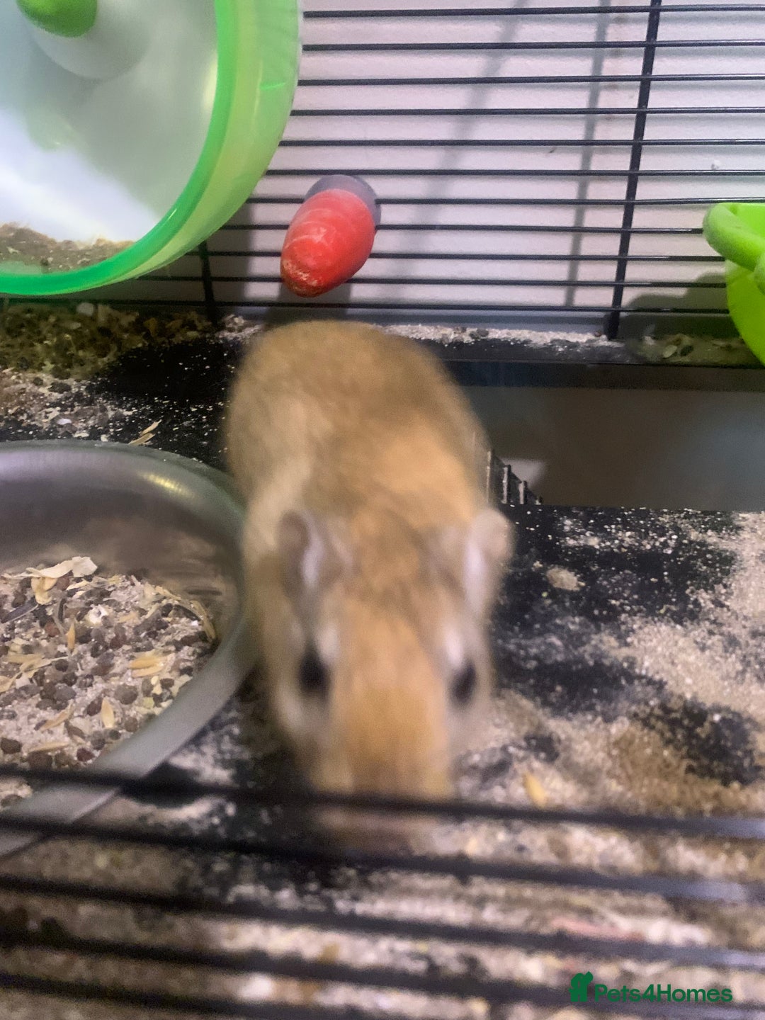 Gerbil rodents for sale: 3 male gerbils - Image 10